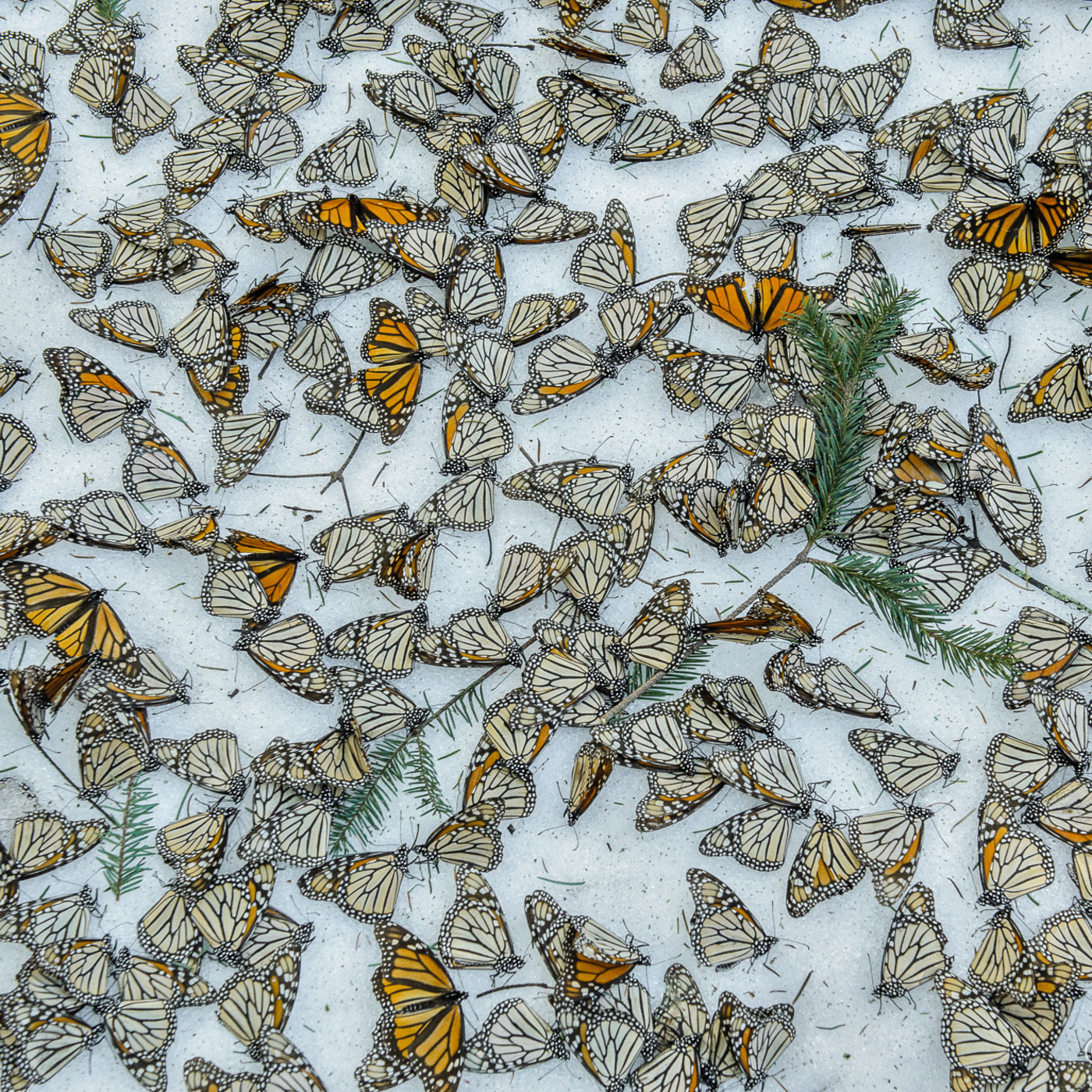 Podcast de InFocusRadio