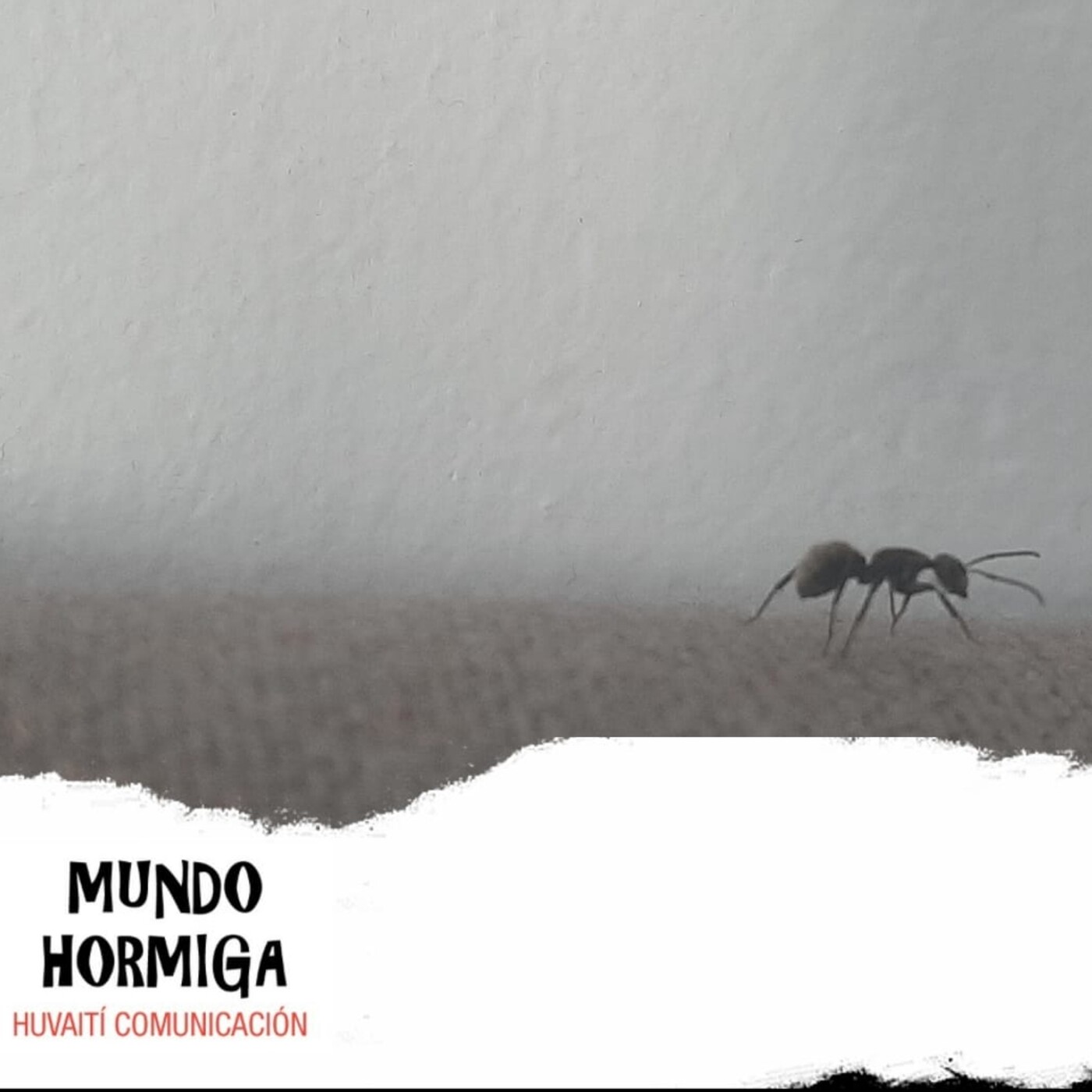 Mundo Hormiga 7 de marzo de 2021 episode artwork