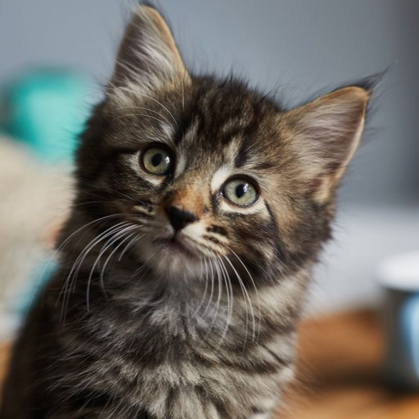 CUENTOS INFANTILES - Cuentos para irse a dormir.