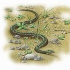 La Luciérnaga 18 de Noviembre de 2019