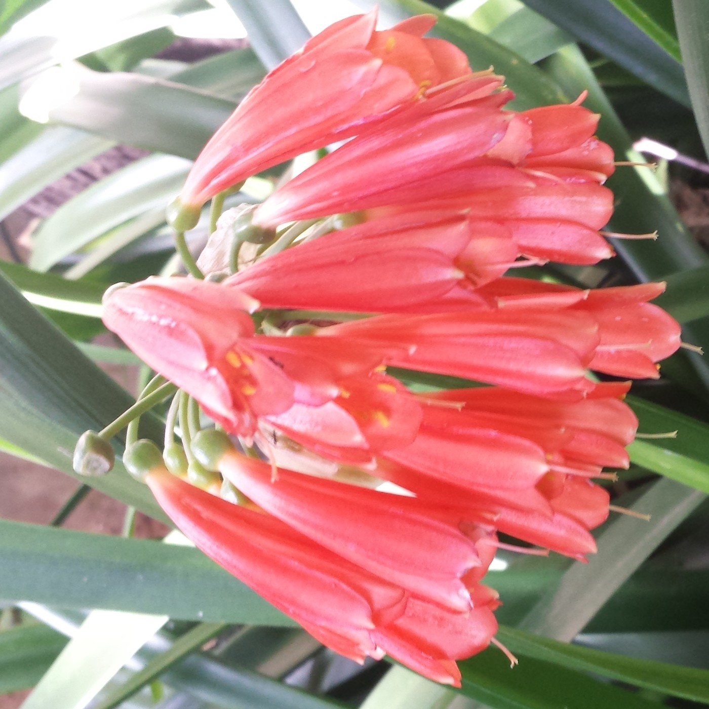 Nuestra Mente es Maravillosa