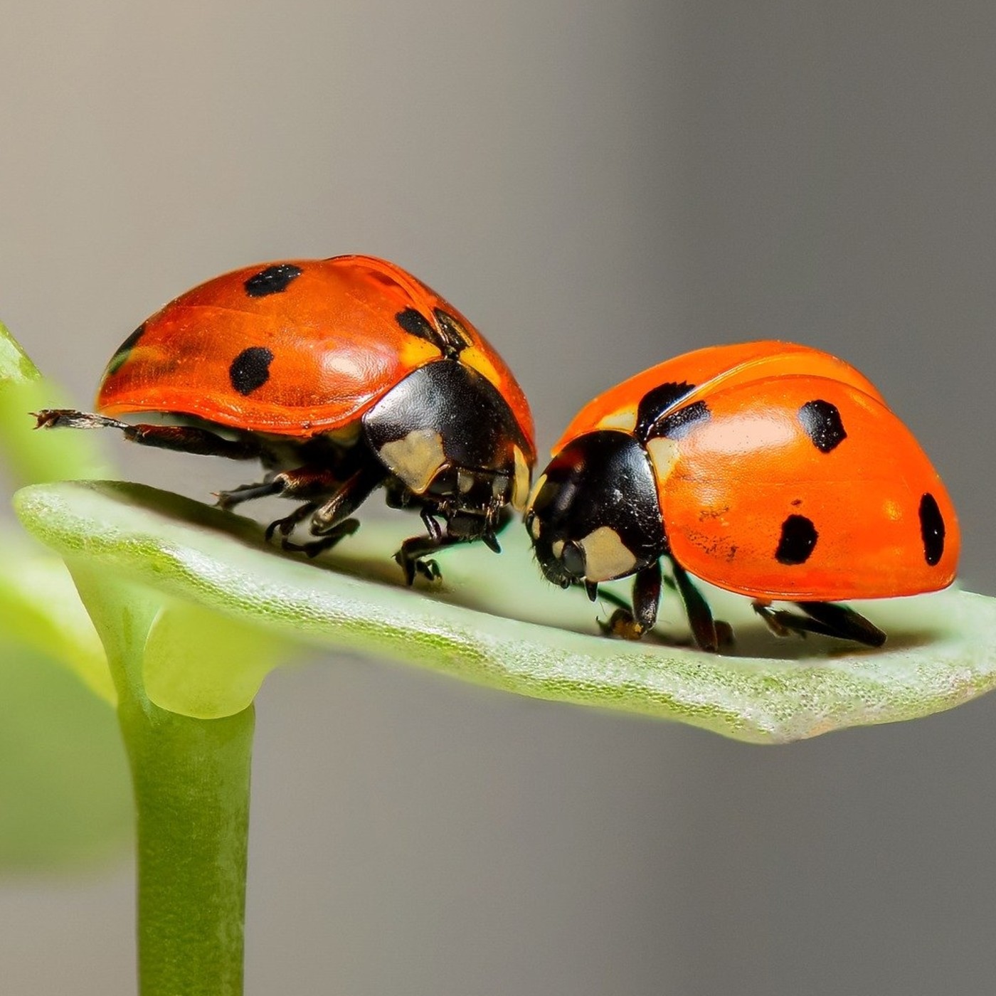Macrotina