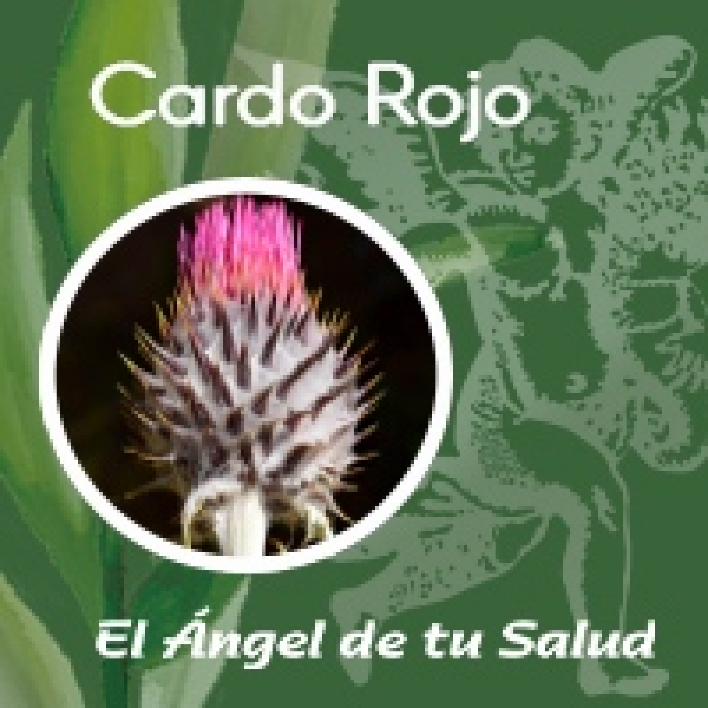 El Ángel de tu Salud - Cardo Rojo** episode artwork