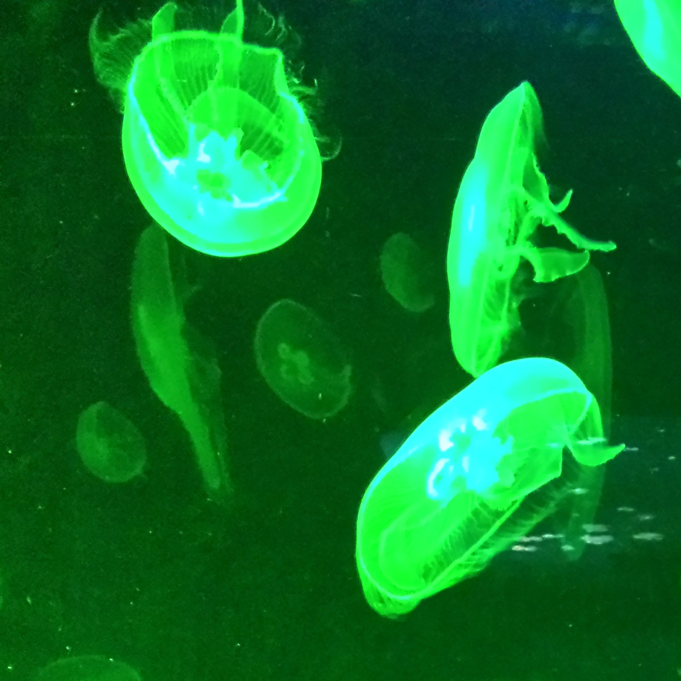 Nuestra Mente es Maravillosa