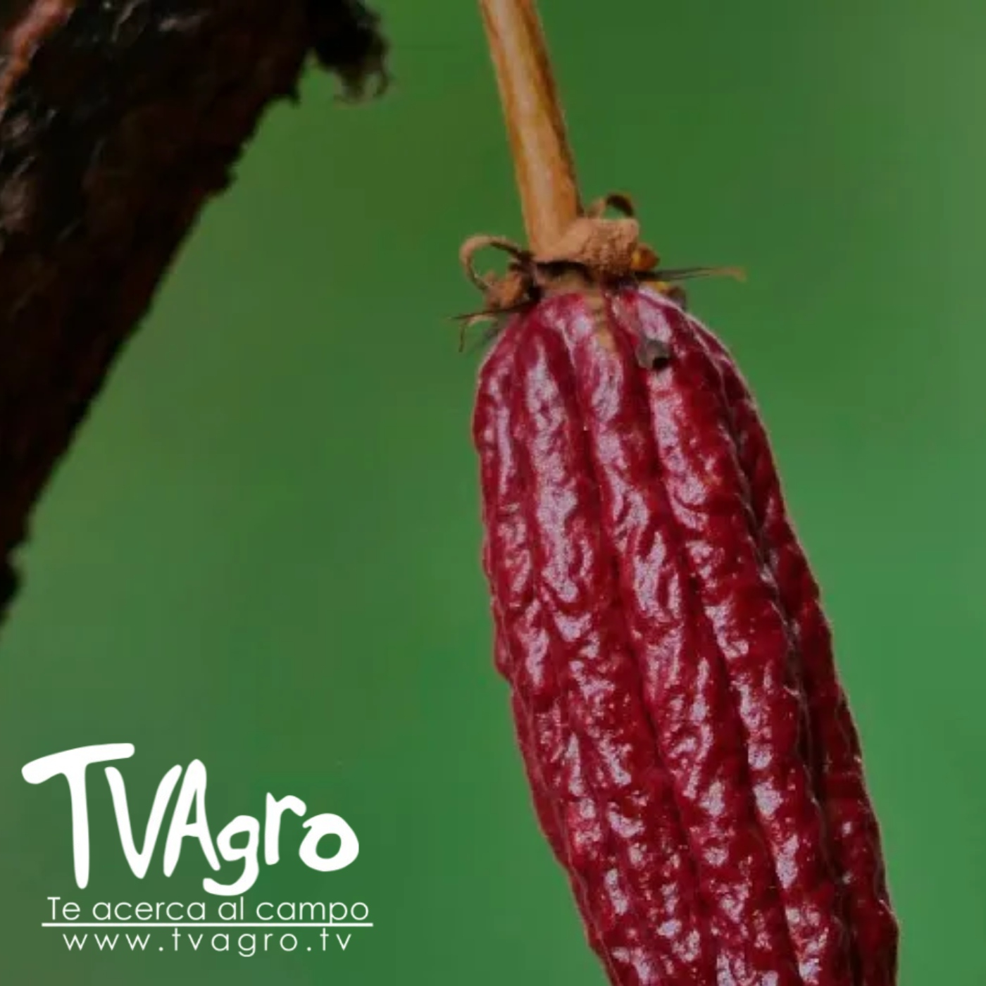 TV AGRO
