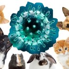 127 - Flash Coronavirus: Pueden transmitir nuestras mascotas el SARS COV-2? Lo que se sabe a 3 de abril de 2020