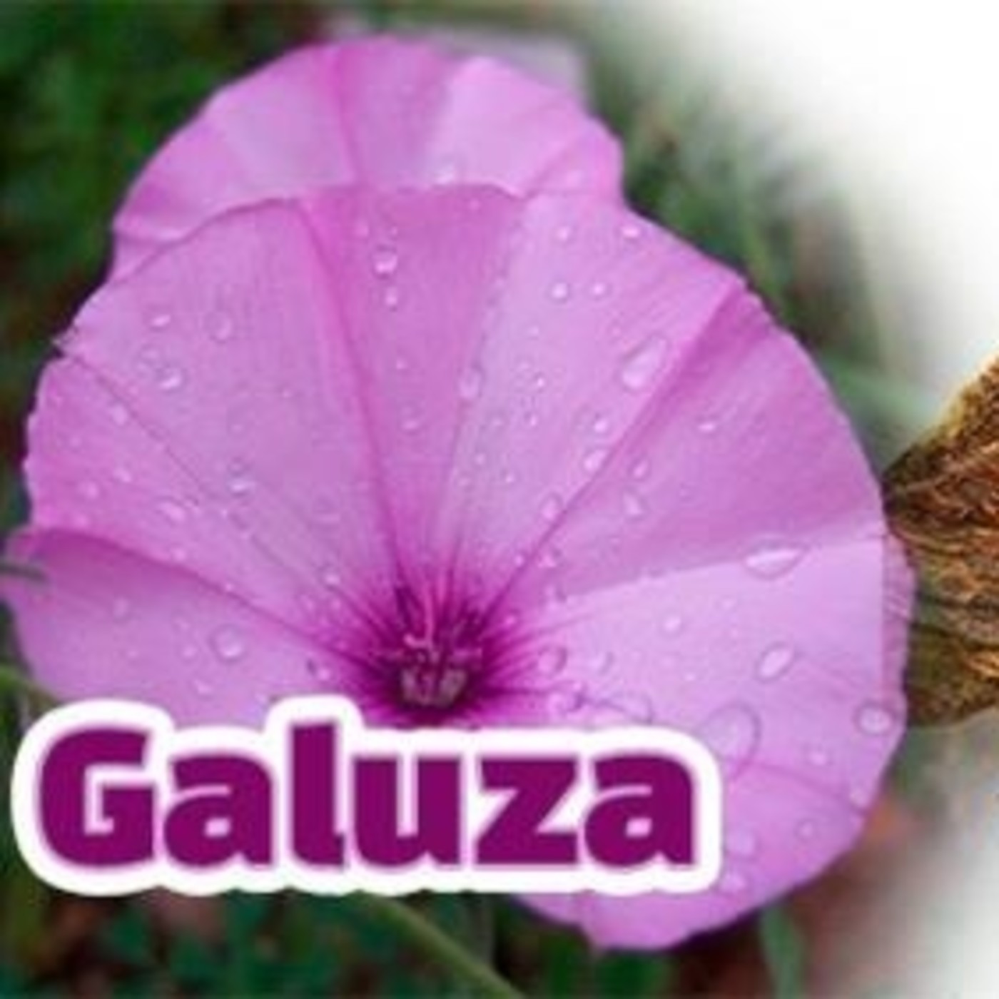 El Ángel de tu Salud - GALUZA