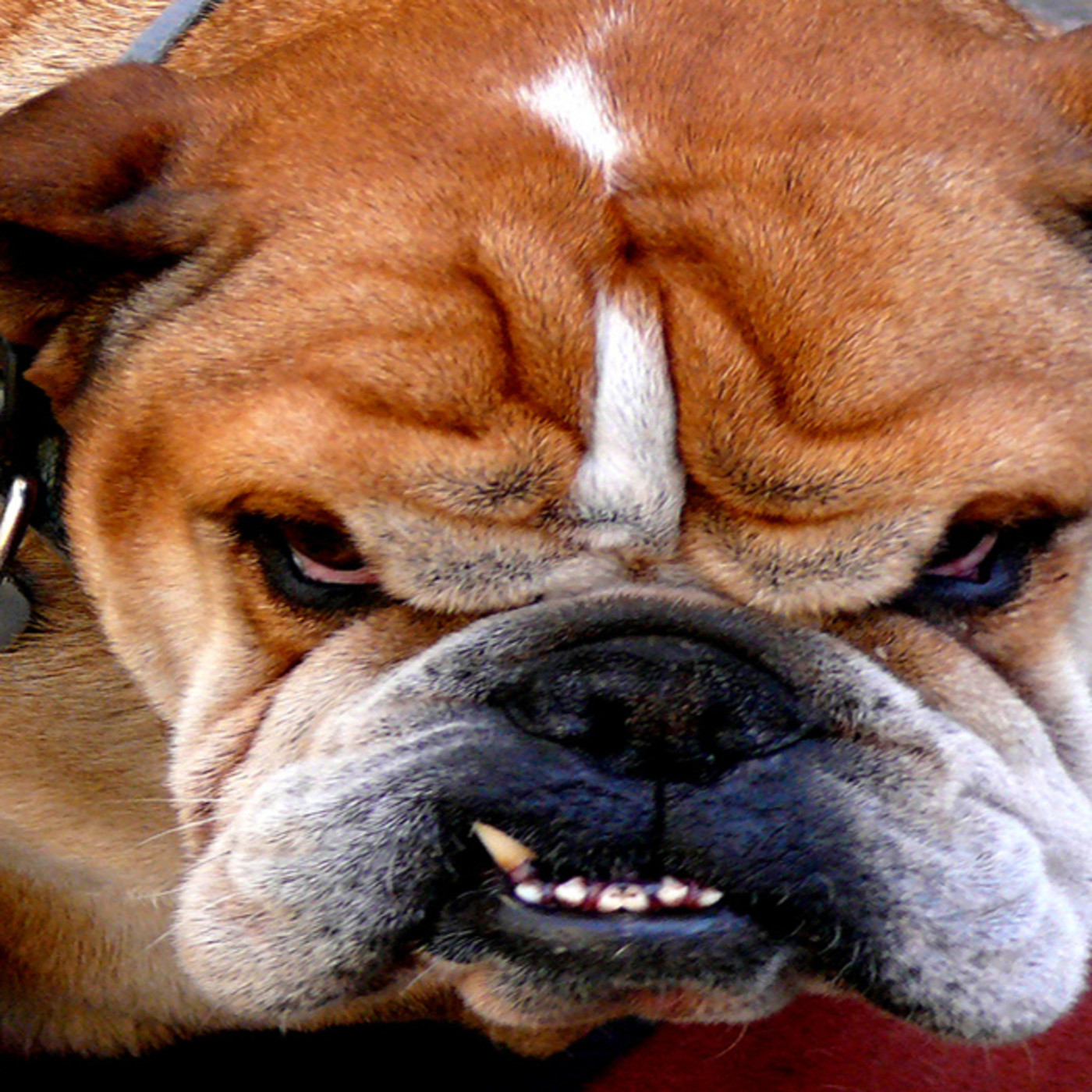 Podcast de Mi Perro Educado