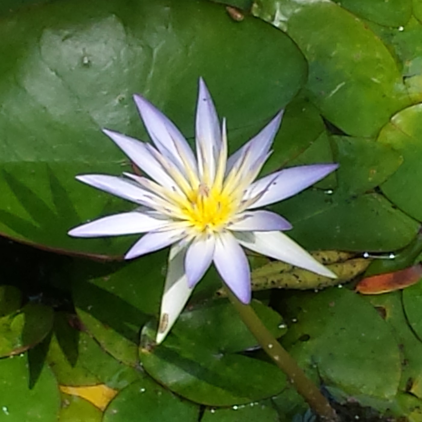 Nuestra Mente es Maravillosa