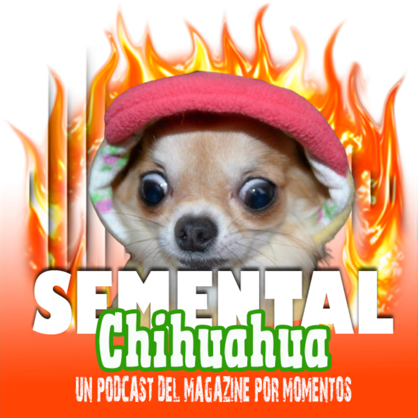 Semental Chihuahua