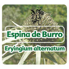 El Ángel de tu Salud - ESPINA DE BURRO *****