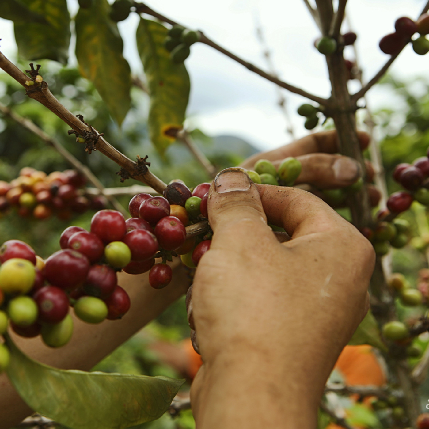 Producción Verde