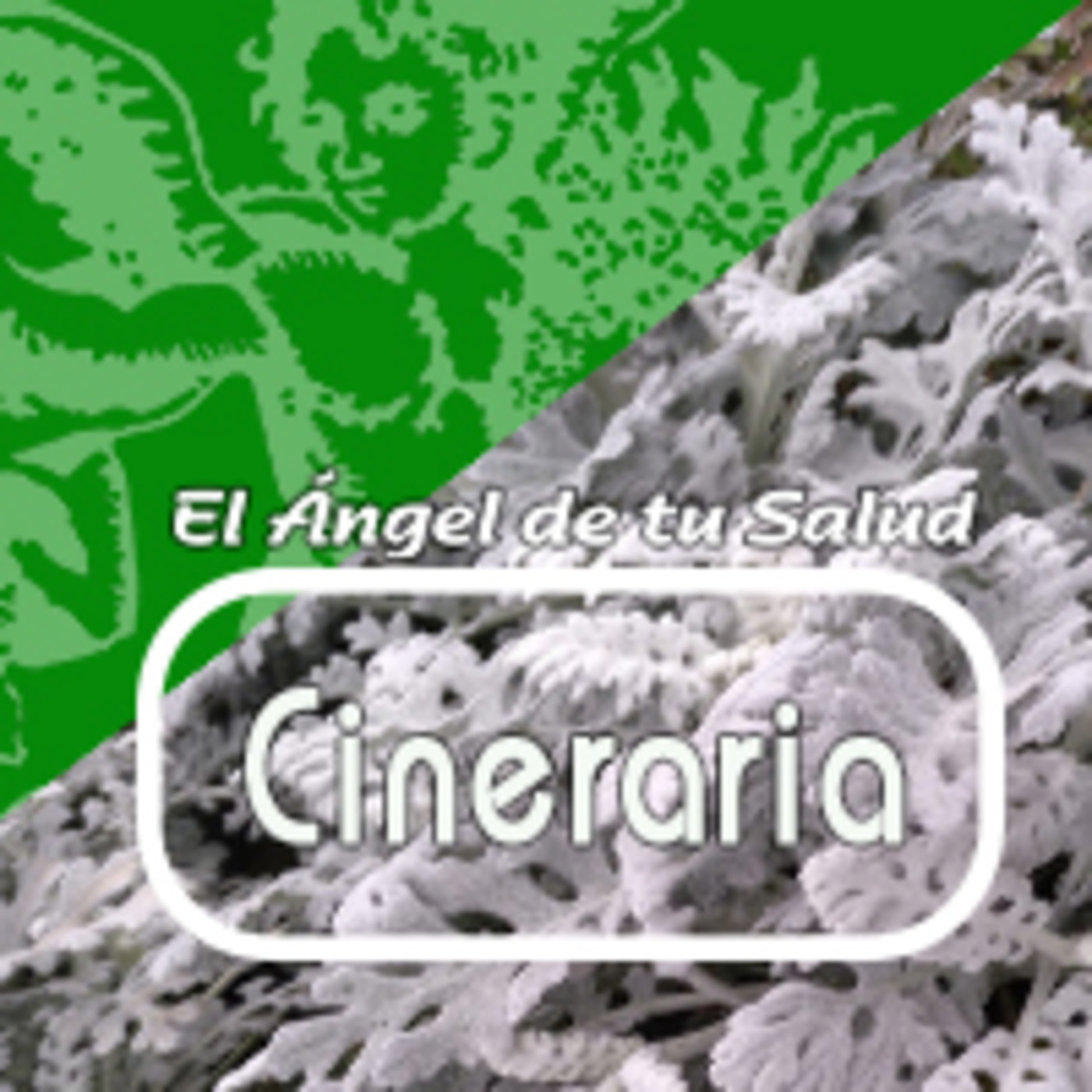 El Angel de tu Salud - CINERARIA* episode artwork