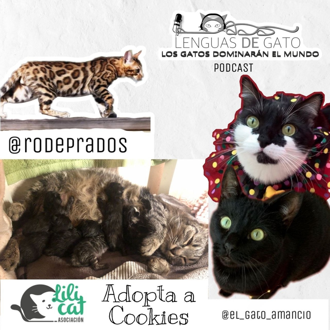 LOS GATOS DOMINARÁN EL MUNDO