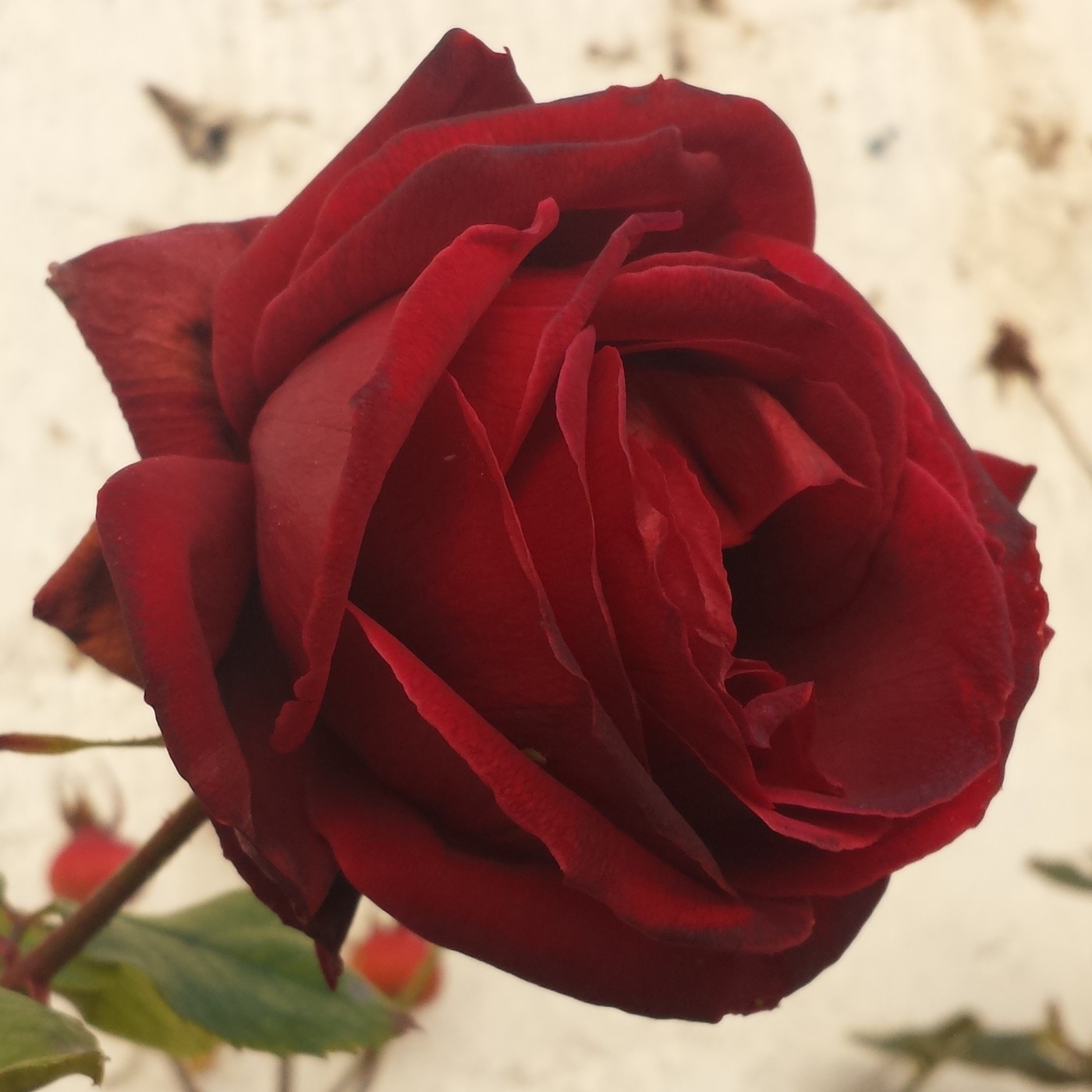 Nuestra Mente es Maravillosa