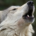 Bono el Lobo Estepario 5 octubre 2018