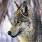 El Lobo: el cazador social (El hombre y la Tierra (Audiodescrito)
