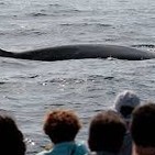 Ver ballenas en Santurtzi es fácil con Gorka Ocio