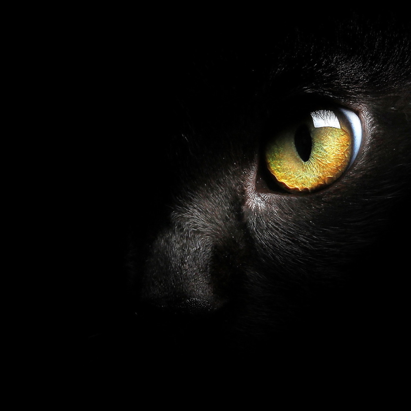 Poetas de la Noche Eterna