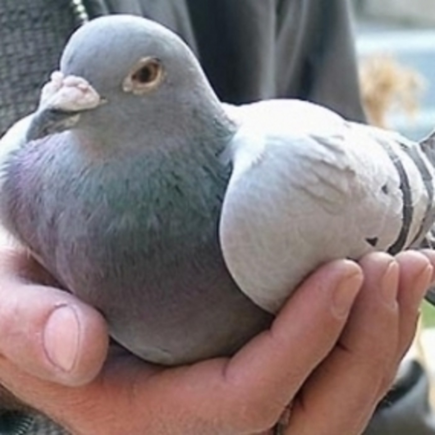 El sonido y la furia