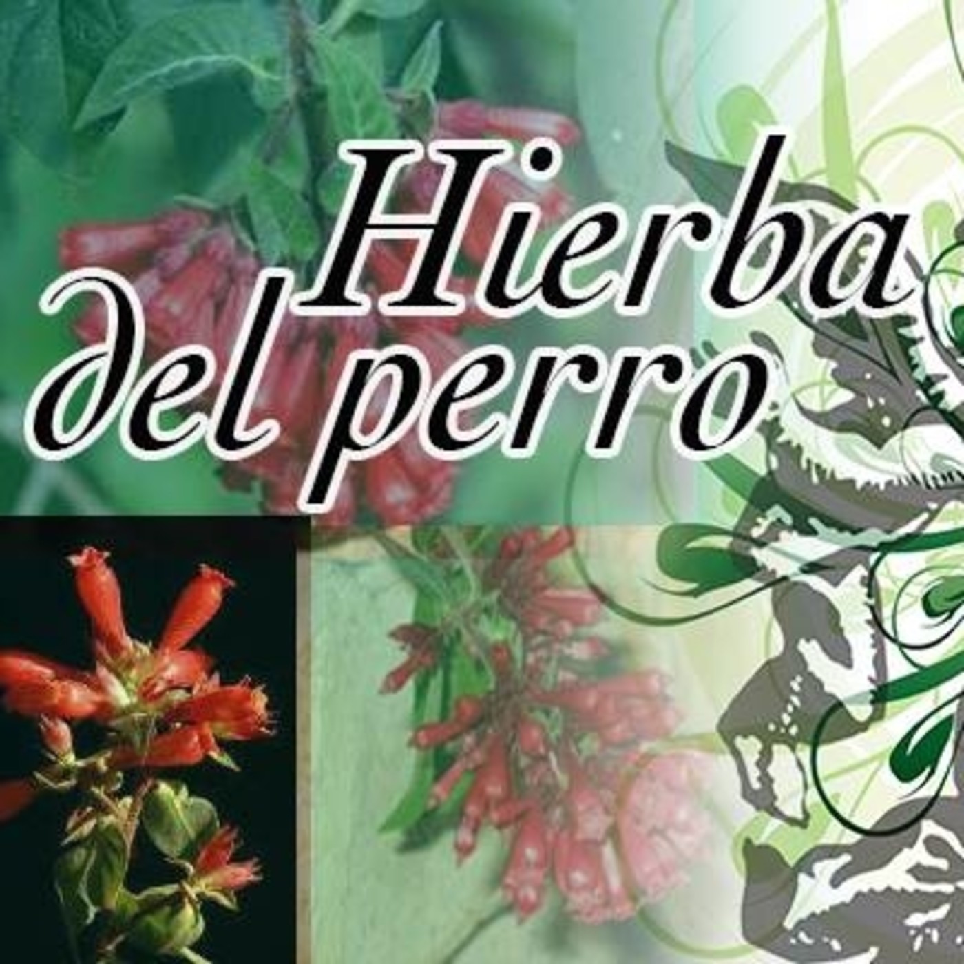 El Ángel de tu Salud - HIERBA DEL PERRO episode artwork