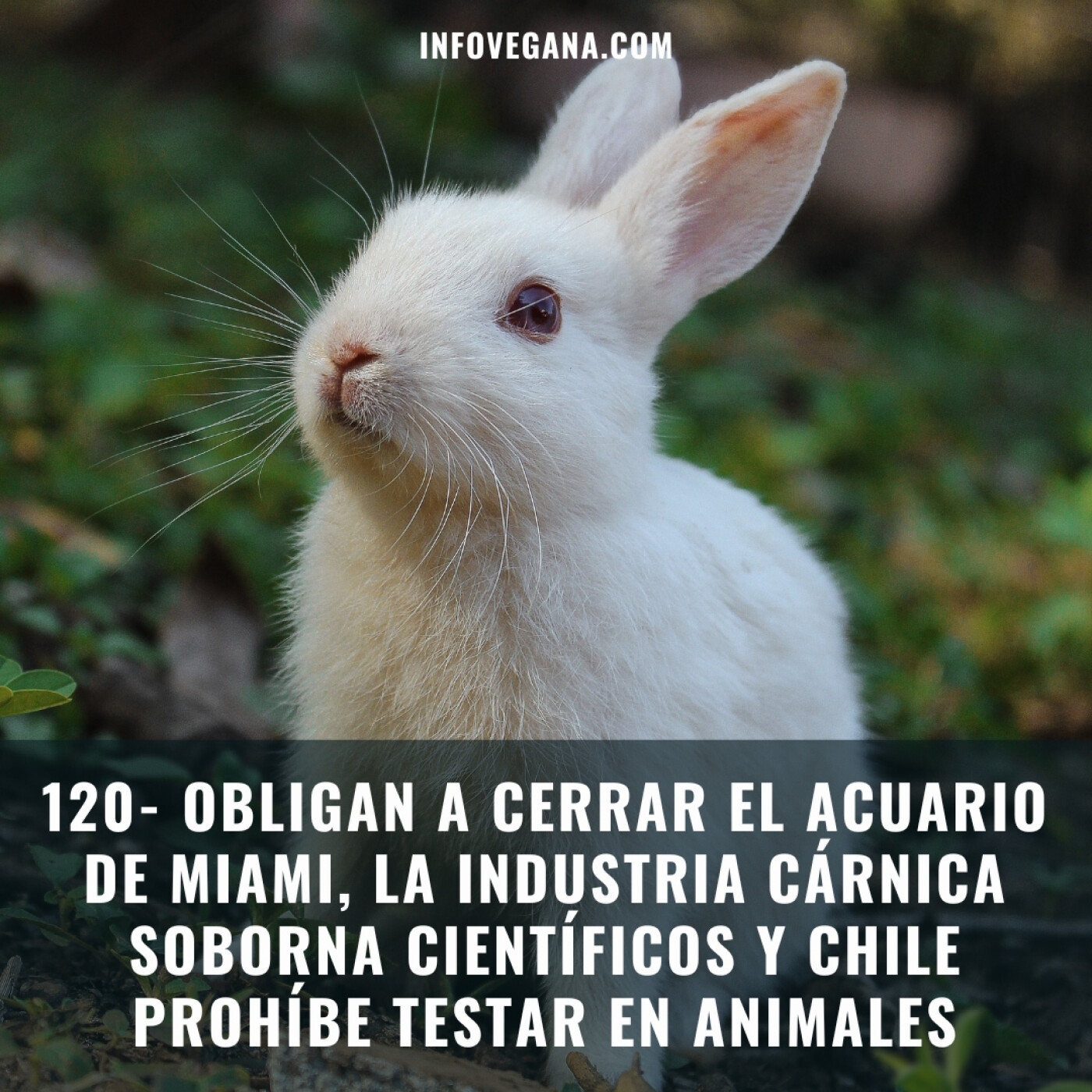 120- OBLIGAN A CERRAR EL ACUARIO DE MIAMI, LA INDUSTRIA CÁRNICA SOBORNA CIENTÍFICOS Y CHILE PROHÍBE TESTAR EN ANIMALES episode artwork