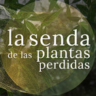 El árbol que se hizo lanza, bronce y rayo: Fraxinus spp. {La Senda de las Plantas Perdidas}