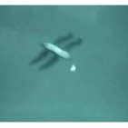 MonsterQuest: Seres voladores Invisibles