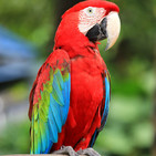 La guacamaya mixshow dj mufaza 2005-2010