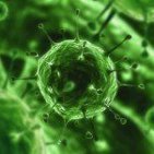 ¿Son los virus el verdadero Big Bang de la evolución?