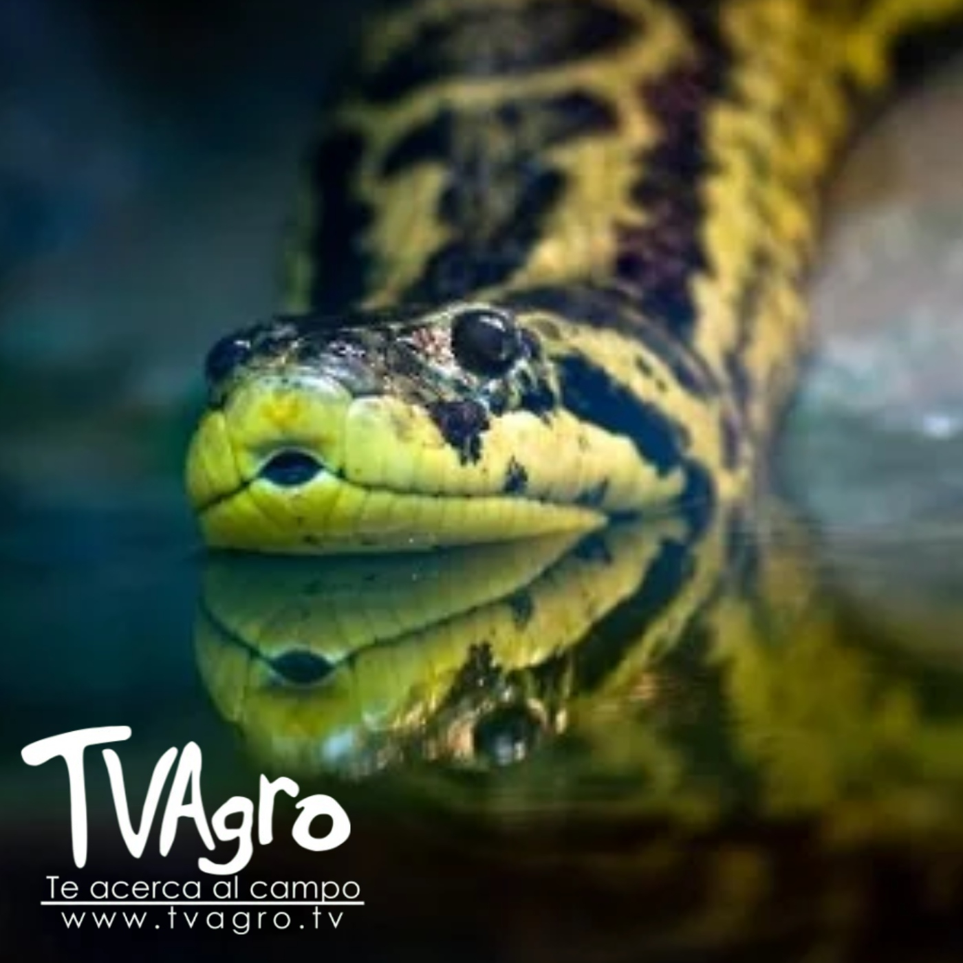 TV AGRO