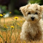 BRAVO POR LA MÚSICA: Canciones sobre mascotas (Parte II)