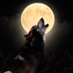 Noche de lobos (19-03-2019)
