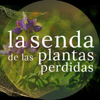 Habas de lobo contra elfos e insectos: Lupinus spp. {La Senda de las Plantas Perdidas}