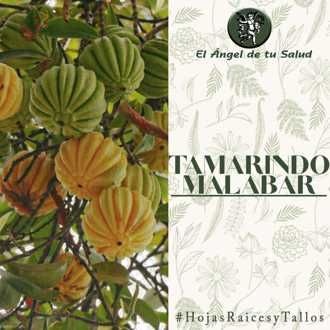El Ángel de tu Salud - Tamarindo Malabar** episode artwork