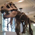 Grandes misterios del museo de Historia Natural