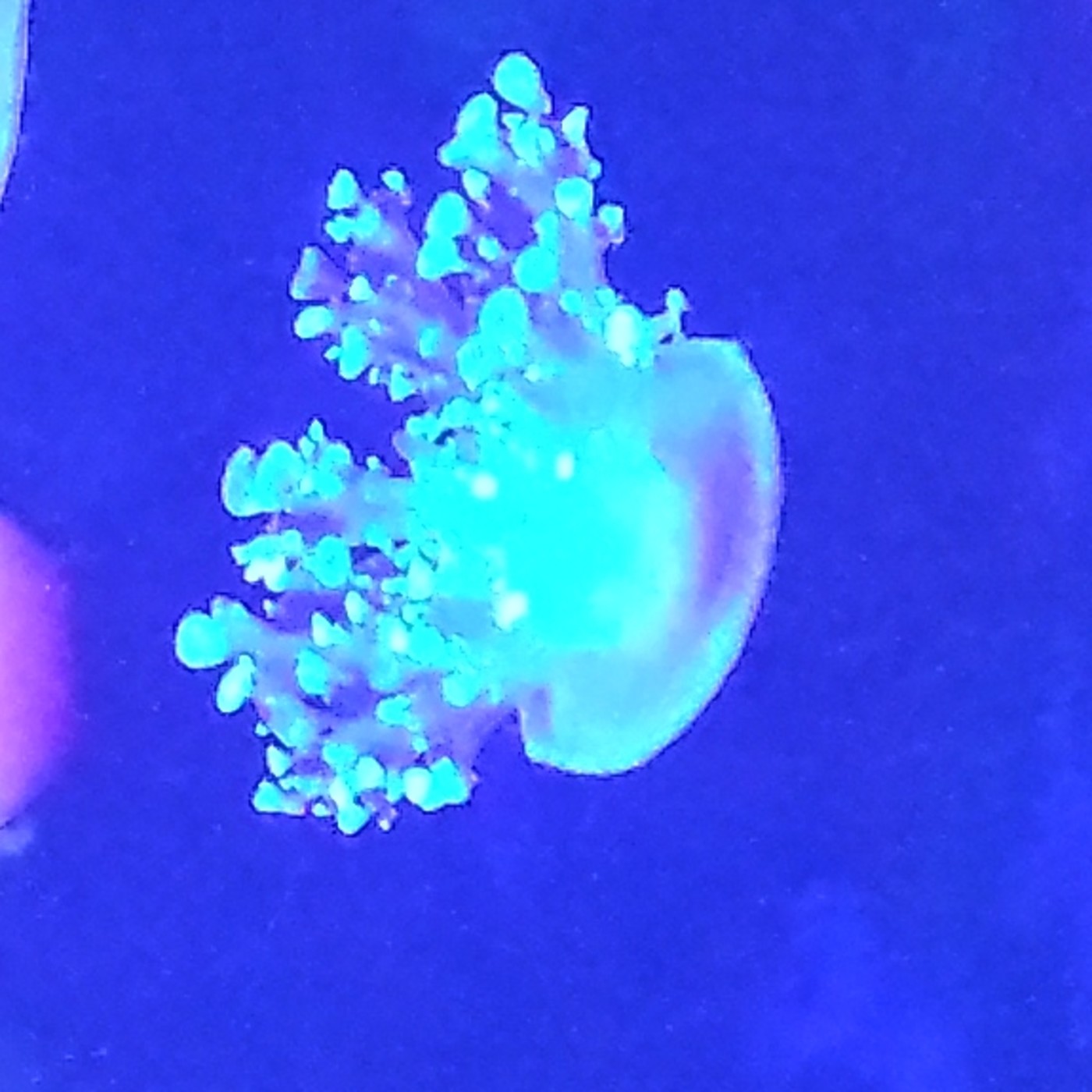 Nuestra Mente es Maravillosa