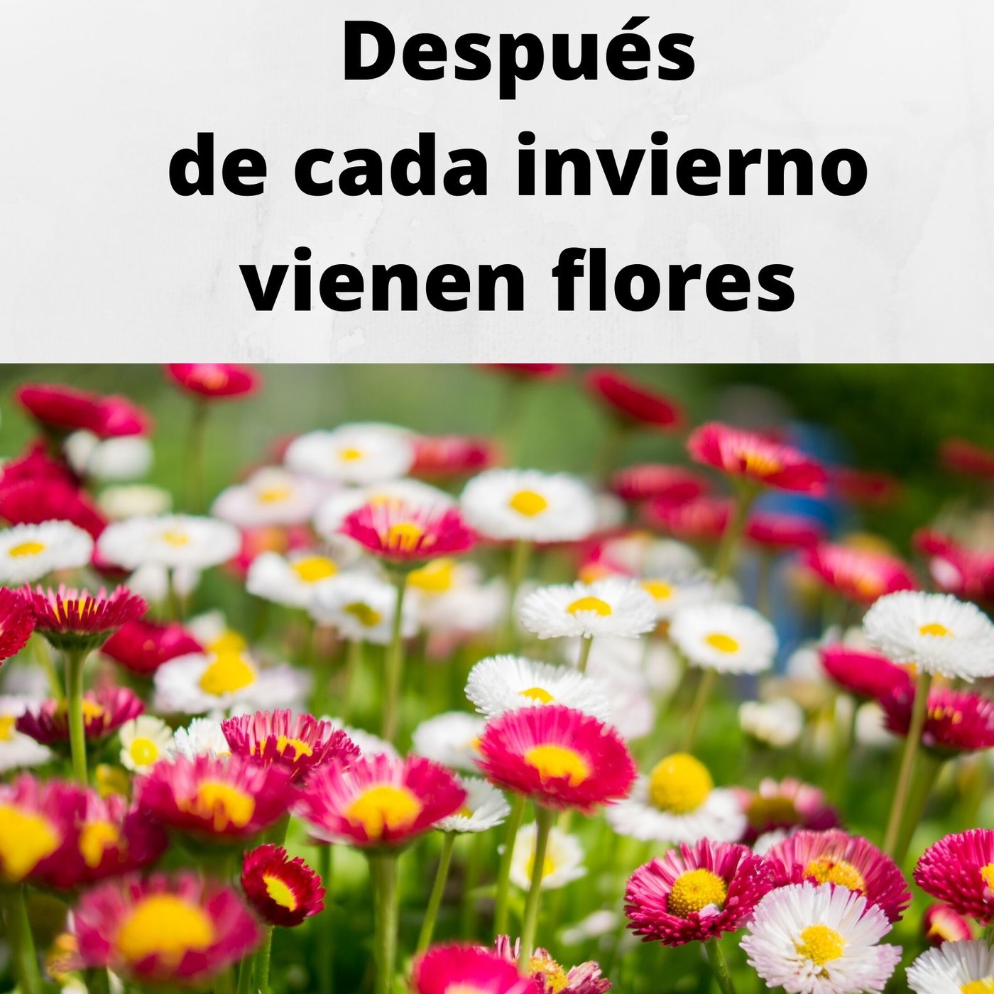 Después de cada invierno, vienen flores