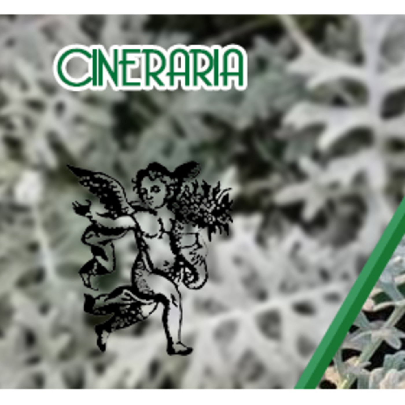 El Ángel de tu Salud -CINERARIA episode artwork