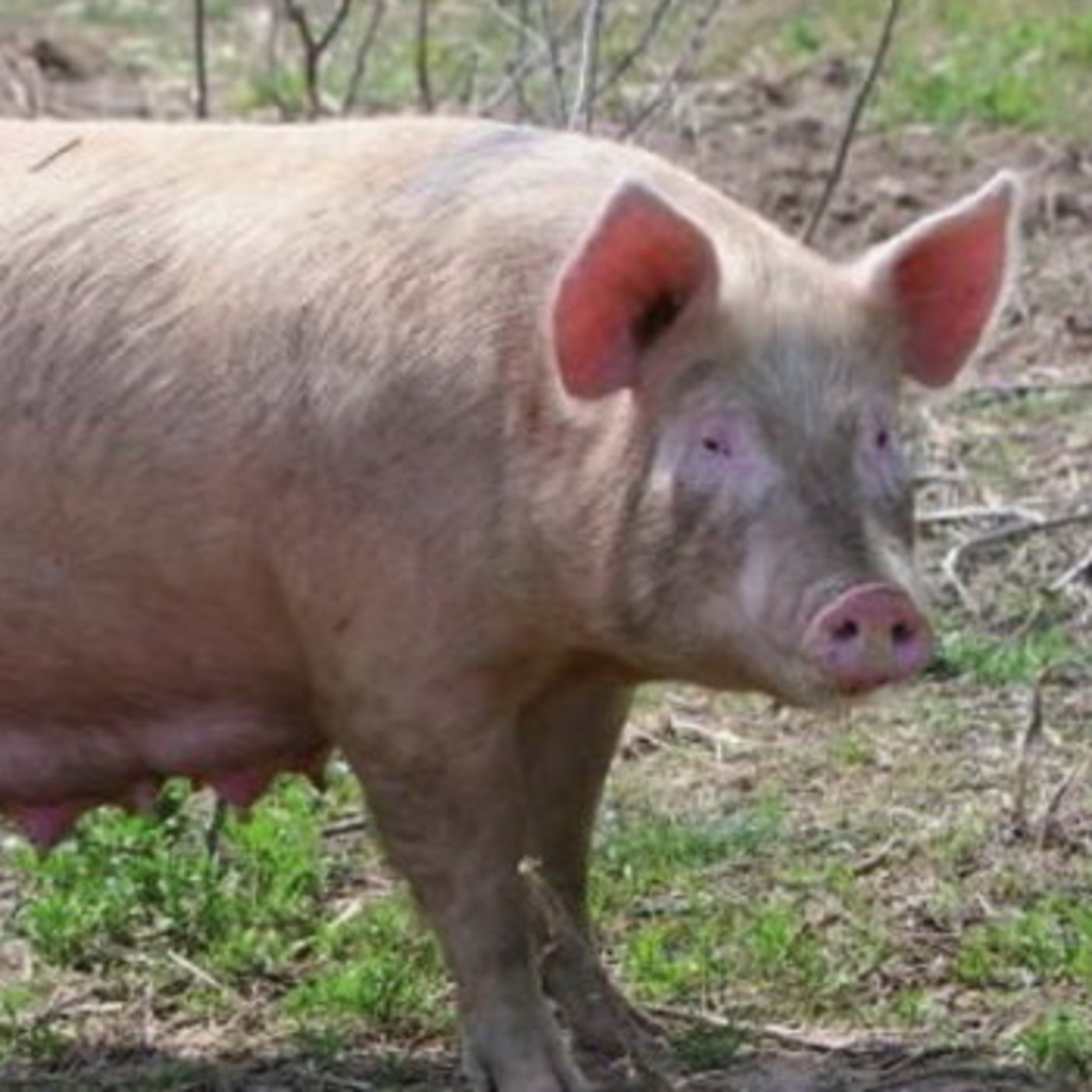 fmpozohondo