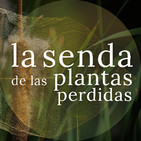 Fibras de agua, alimento ancestral: Typha spp. {La Senda de las Plantas Perdidas}