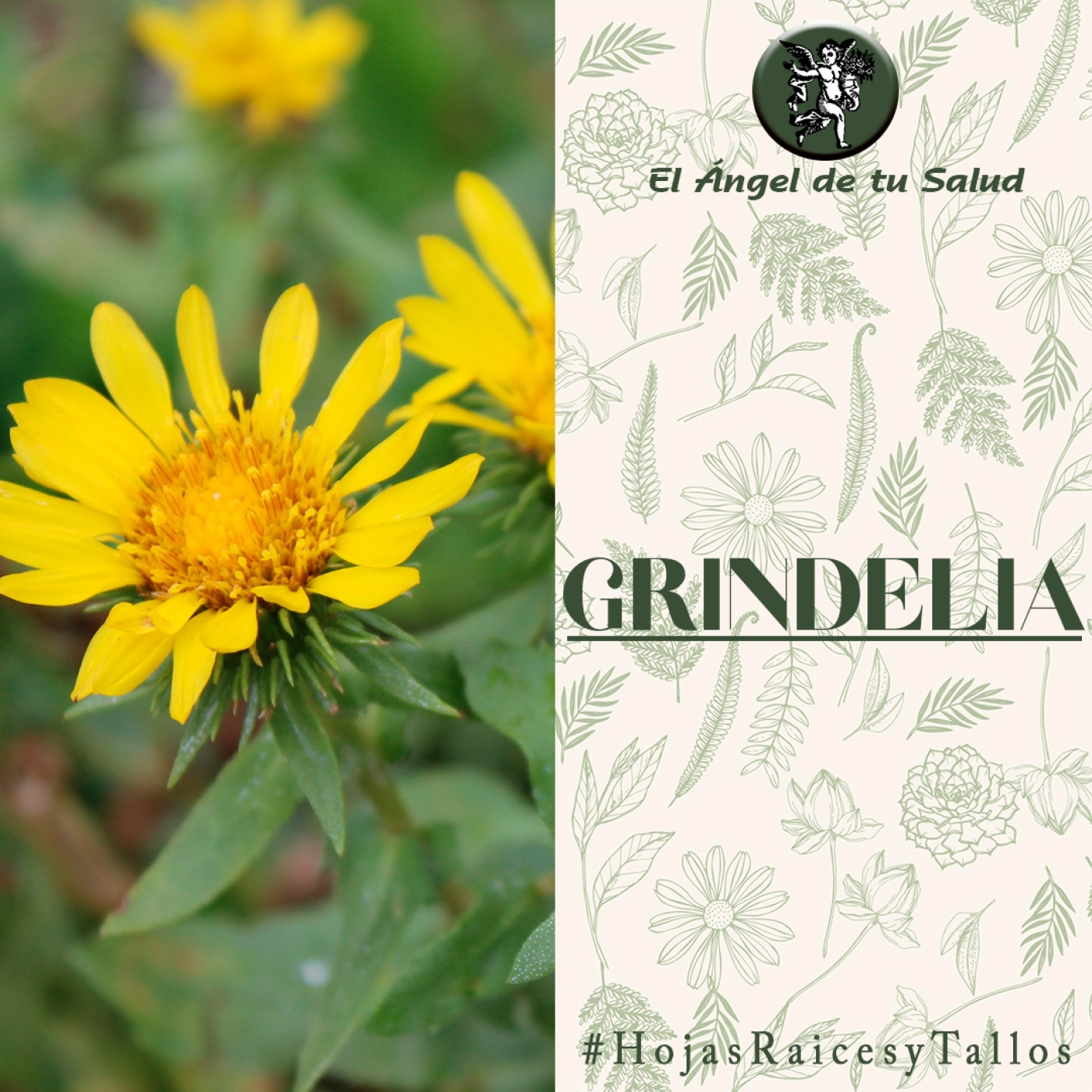 El Ángel de tu Salud - Grindelia** episode artwork