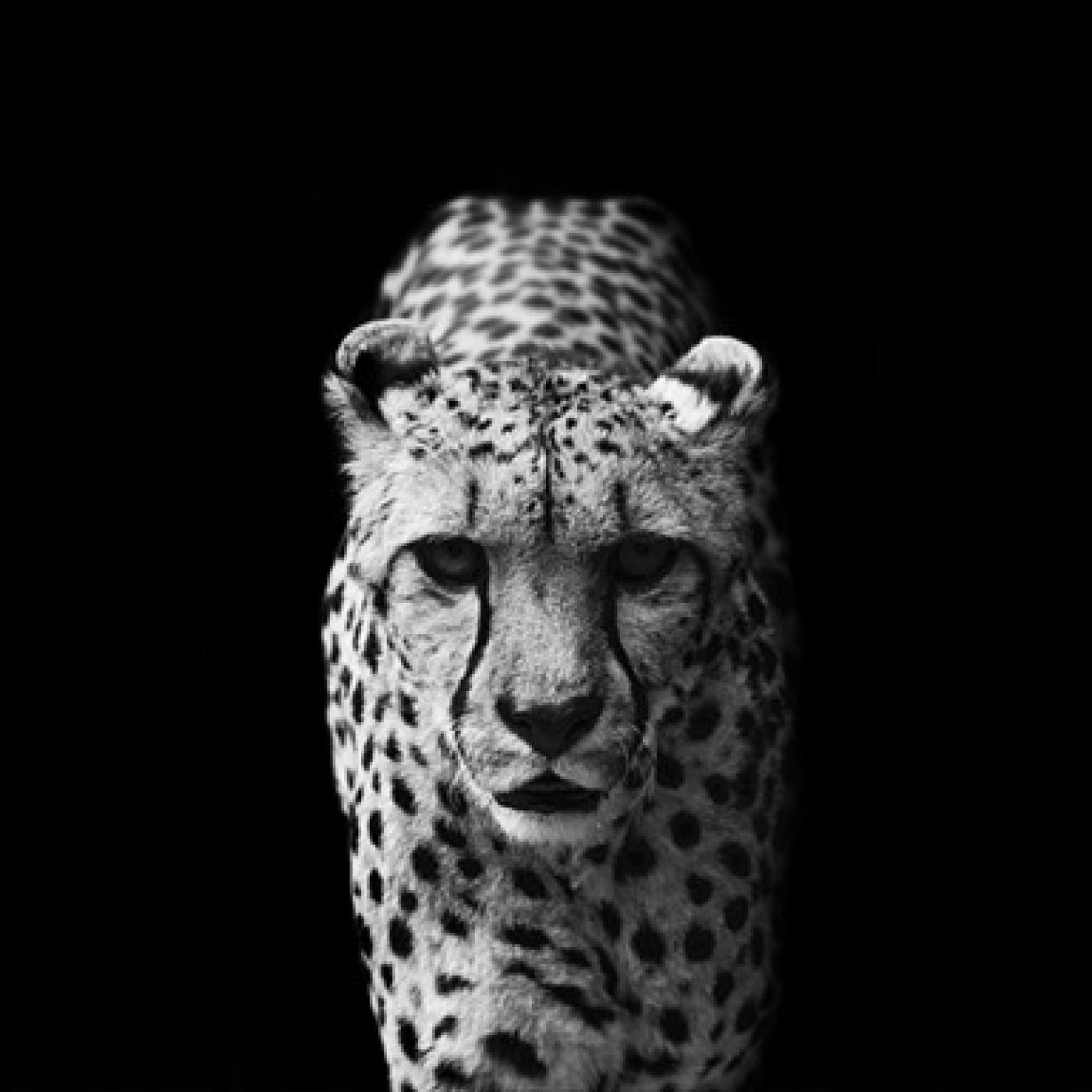 //Fanzin Photomaton Radial//