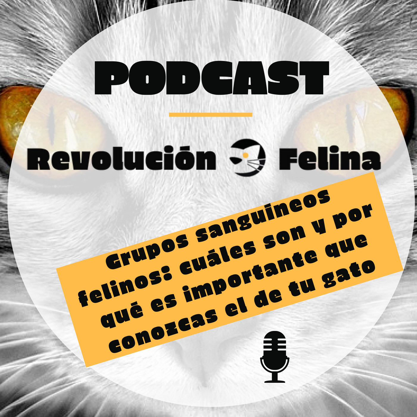 Revolución Felina
