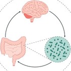 Episodio 48. Si tu barriga está inflamada, tú cerebro está inflamado