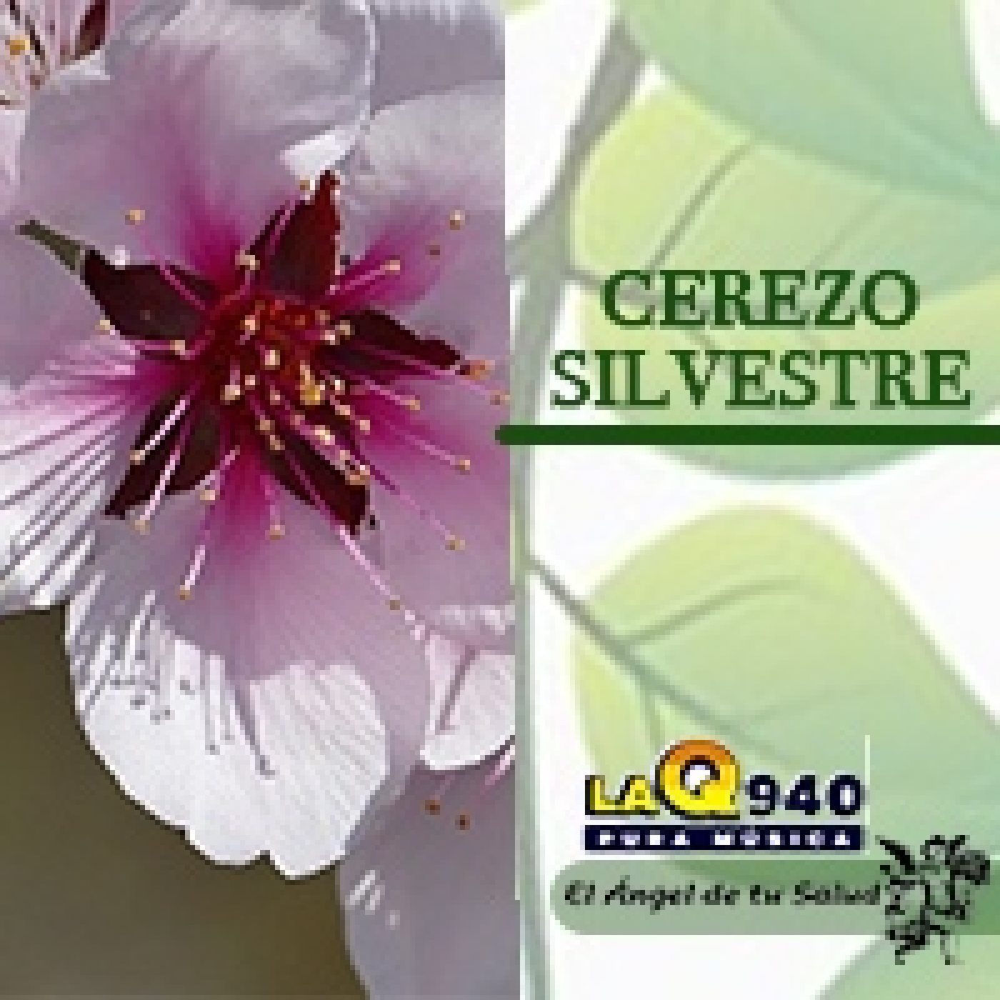 El Ángel de tu Salud - Cerezo Silvestre**