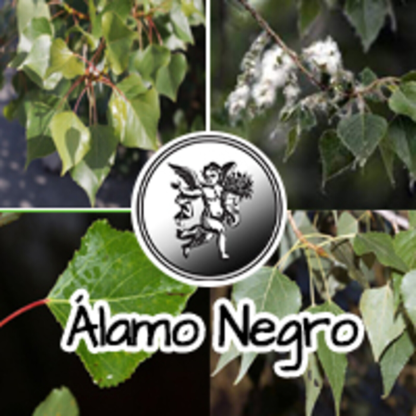 El Ángel de tu Salud - ÁLAMO NEGRO **** episode artwork