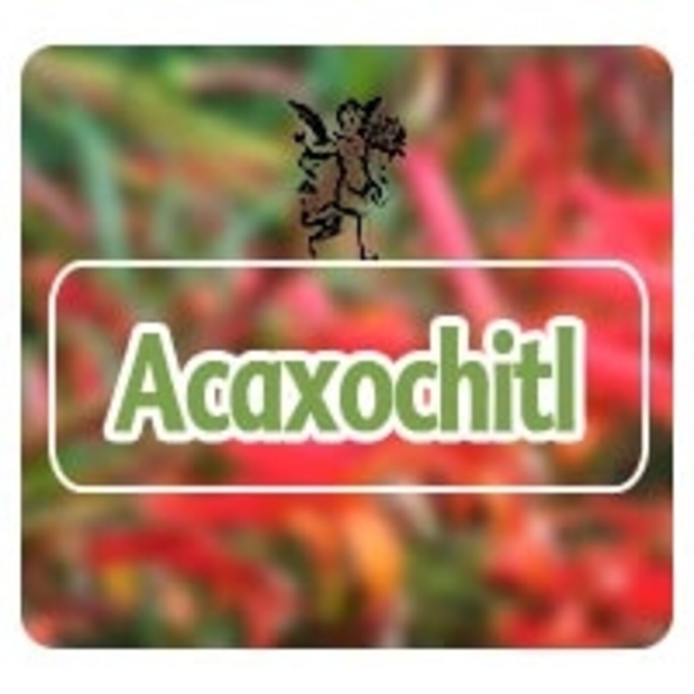 El Angel de tu Salud - ACAXOCHITL** episode artwork