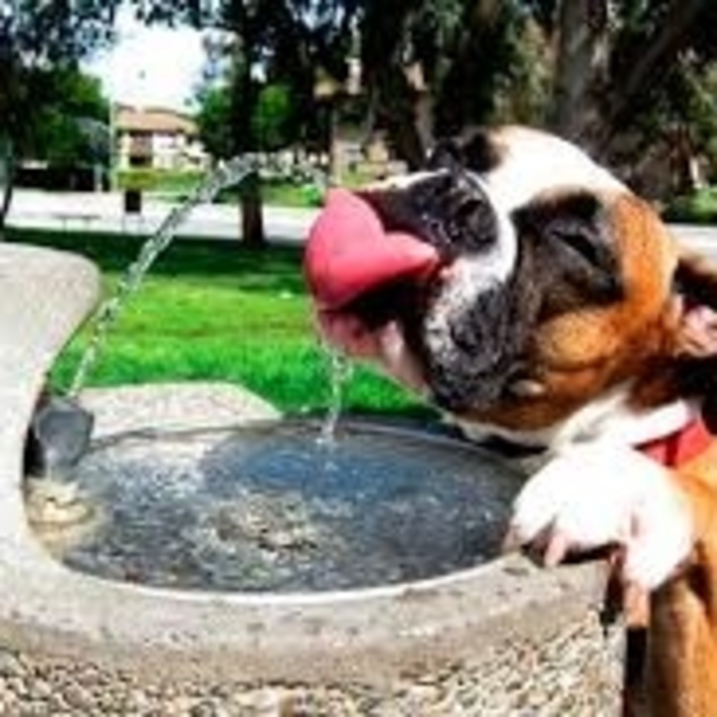 Nuestras Mascotas - Verano 2016-07-12