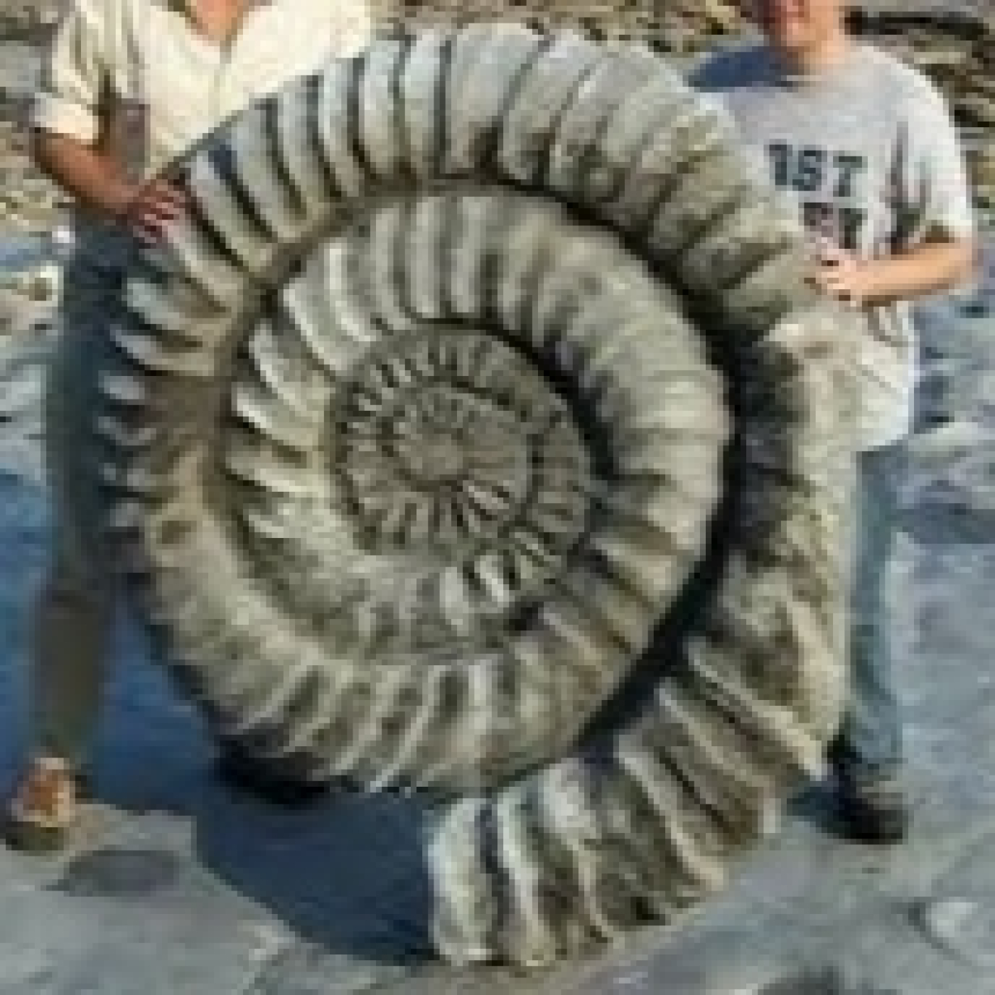 1095 - La extinción de los amonites y "Fósiles Vivos"